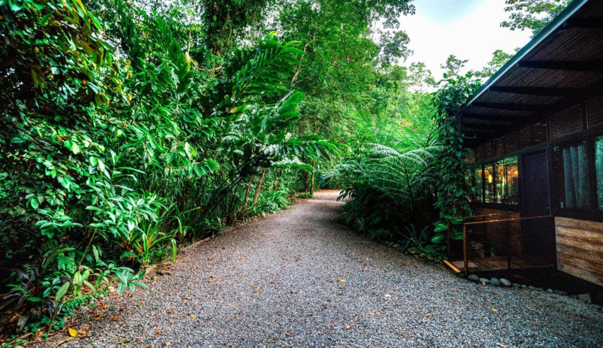 La Shamana - Ecological Concept In Jungle Villa กาอุยตา ภายนอก รูปภาพ