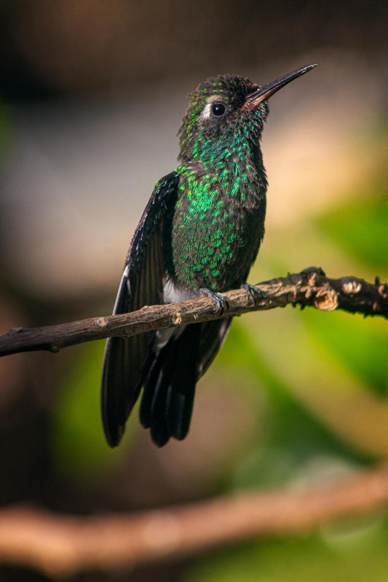 La Shamana - Ecological Concept In Jungle Villa กาอุยตา ภายนอก รูปภาพ